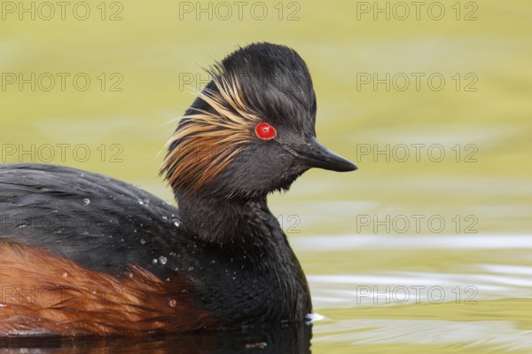 Black-necked Grebe (Podiceps nigricollis), Bavaria, Germany