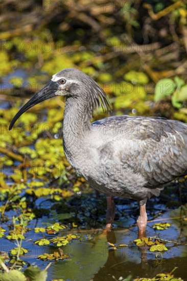 Headband Ibis (Harpiprion caerulescens) Pantanal Brazil
