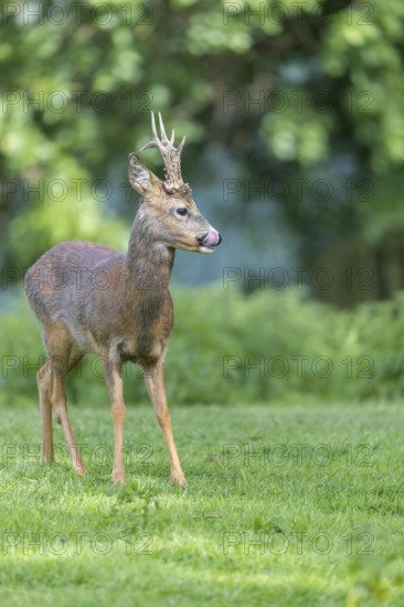 One male Roe Deer, Roe buck (Capreolus capreolus), standing on a green meadow in late light. Some green trees in the background