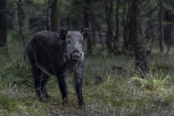 The posture of the wild boar (Sus scrofa) signals readiness to flee, mast year, acorn mast, defensive, September, Denmark