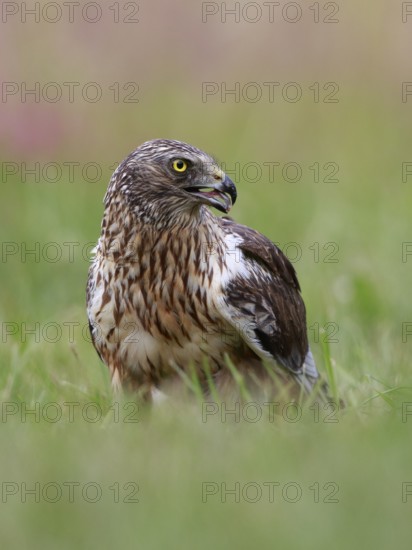 Western Marsh Harrier (Circus aeruginosus) male on grassland, Poland
