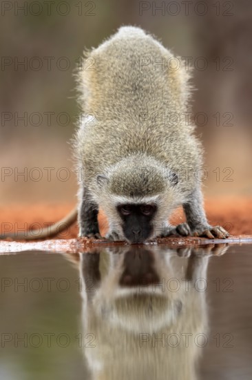 Vervet Monkey (Chlorocebus pygerythrus), adult, drinking, at the water, Kruger National Park, Kruger National Park, Kruger National Park South Africa