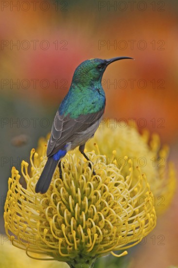 Southern Double-collared Sunbird (Cinnyris chalybeus) male, Western Cape, South Africa