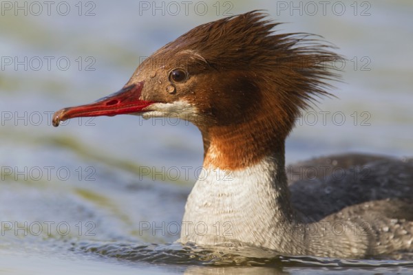Common Merganser (Mergus merganser) female, Mecklenburg-Western Pomerania, Germany