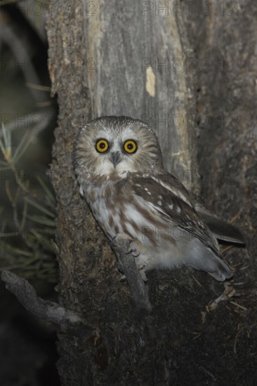 Northern Saw-whet Owl (Aegolius acadicus), Idaho, USA