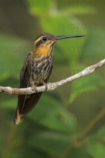 Saw-billed Hermit (Ramphodon naevius) perched on a branch in the Atlantic rainforest of southeast Brazil