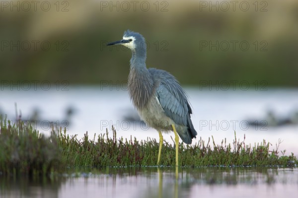 White-faced Heron (Egretta novaehollandiae), Victoria, Australia