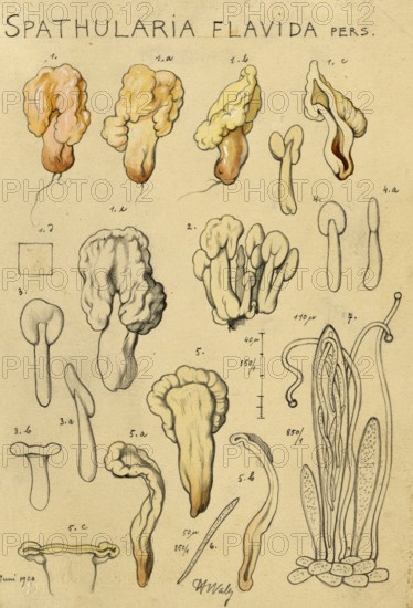 Mushroom, fungi, yellow earth tongue, yellow spatula mushroom, Spathularia clavata, authentic reproduction of an illustration by Hans Walty (1868-1948) from about 1915, historical