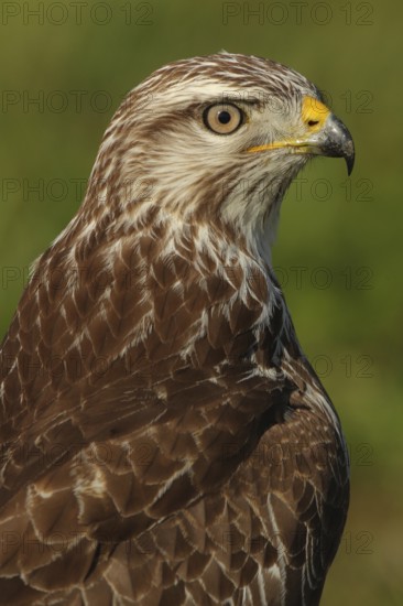 Common Buzzard (Buteo buteo), Zurich, Switzerland
