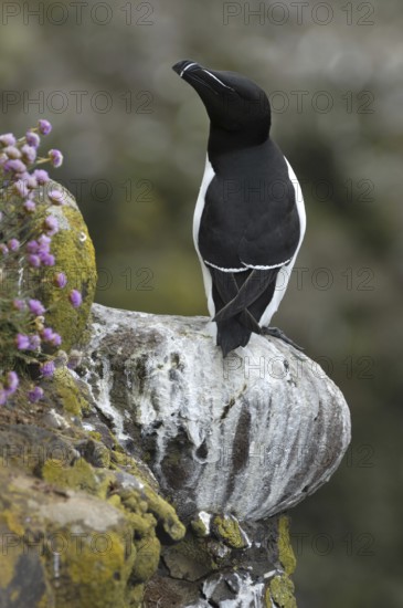 Razorbill (Alca torda) resting on ledge in cliff face at the Fowlsheugh RSPB reserve, Scotland, UK