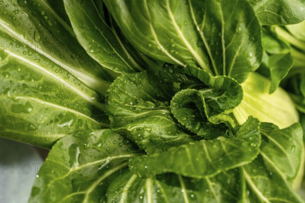 Crisp green bok choy leaves are captured in a close up with refreshing water droplets. The vibrant texture showcases the freshness and organic appeal of the vegetable