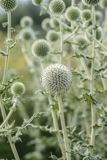 Spherical thistle (Echinops sphaerocephalus), Sarastro Stauden, Federal Republic of Germany