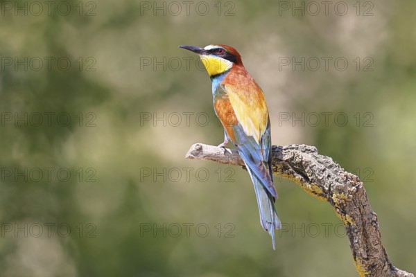 European bee-eater (Merops apiaster) sitting on a branch covered with green lichen, dorsal view, Lake Neusiedl, Burgenland, Austria