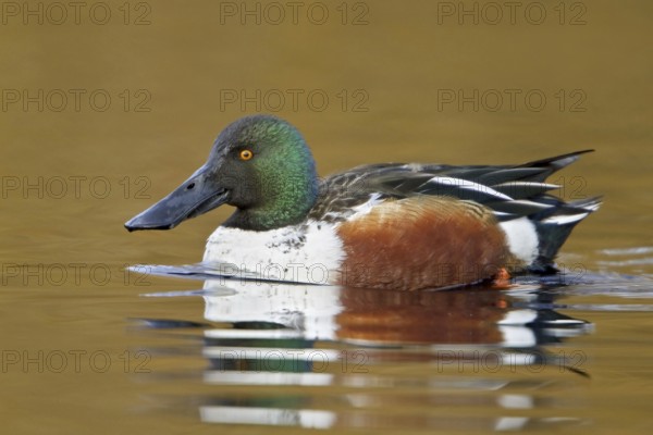 Northern Shoveler (Spatula clypeata) male, British Columbia, Canada