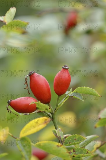 Ripe rose hips of the dog rose (Rosa canina) on a branch, Wilnsdorf, North Rhine-Westphalia, Germany