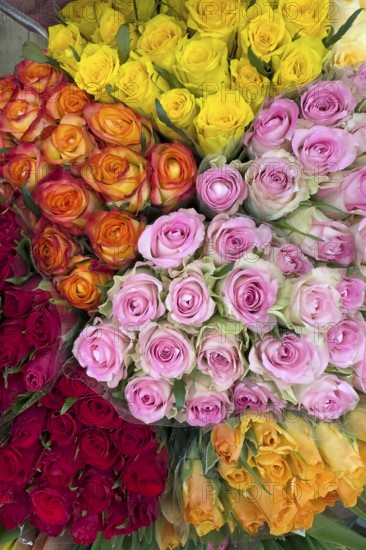 Top view of offer arrangement of roses in five bouquets bouquets of roses with pink pink yellow light red dark red roses, international