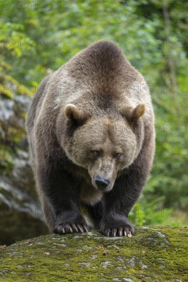 Brown bear (Ursus arctos) standing on a rock covered with moss, captive, Bavarian Forest National Park, Bavaria, Germany, Germany