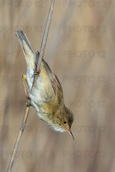 Reed Warbler, subspecies scirpaceus, (Acrocephalus scirpaceus scirpaceus), (Acrocephalus scirpaceus), animals, birds, songbirds, Hockenheim, Baden-Württemberg, Federal Republic of Germany