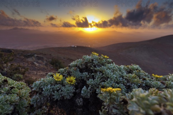 Canary Island Daisy, (Asteriscus sericeus), silky-haired gold star, blossom, flower, plant, plants, landscape, sunset, backlight, Fuerteventura, Canary Islands / Canary Islands, Spain