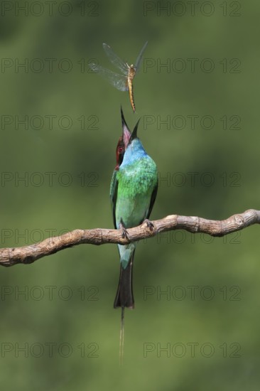 Blue-throated Bee-eater (Merops viridis) perched on a branch with dragonfly prey, Malaysia
