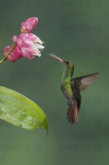Rufous-tailed Hummingbird (Amazilia tzacatl), Costa Rica