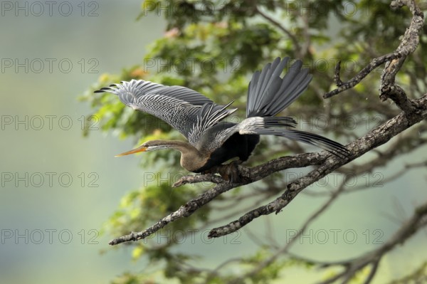Oriental Darter (Anhinga melanogaster) perched on a branch, Udawalawe National Park, Sri Lanka