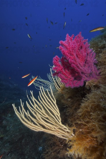White gorgonian (Eunicella singularis) and Violescent sea-whip (Paramuricea clavata) and fish in a colourful reef. Dive site Giens Peninsula, Provence Alpes Côte d'Azur, France