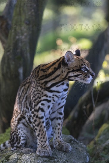 One female Ocelot, Leopardus pardalis, sitting on a rock with dry and green vegetation in the background