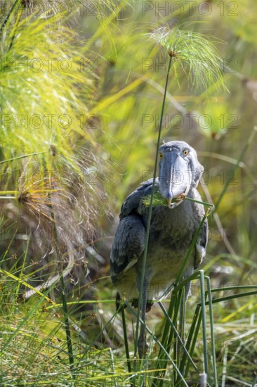 Shoebill (Balaeniceps rex), juvenile with papyrus in its beak, swamps of Mabamba, Lake Victoria, Uganda