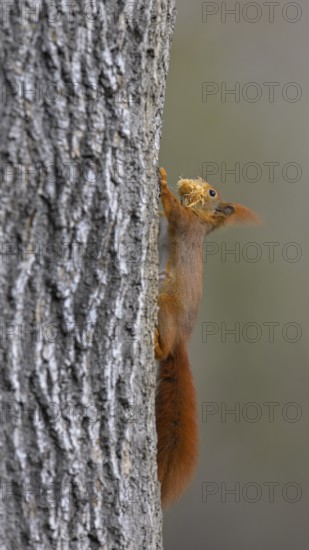 Eurasian red squirrel (Sciurus vulgaris), climbing tree trunk with dry grass in mouth, Rosensteinpark, Stuttgart, Baden-Württemberg, Germany