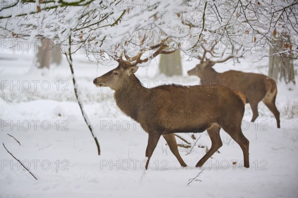 A deer strides through the snowy forest, another is visible in the background, winter, red deer (Cervus elaphus), Hesse, Germany