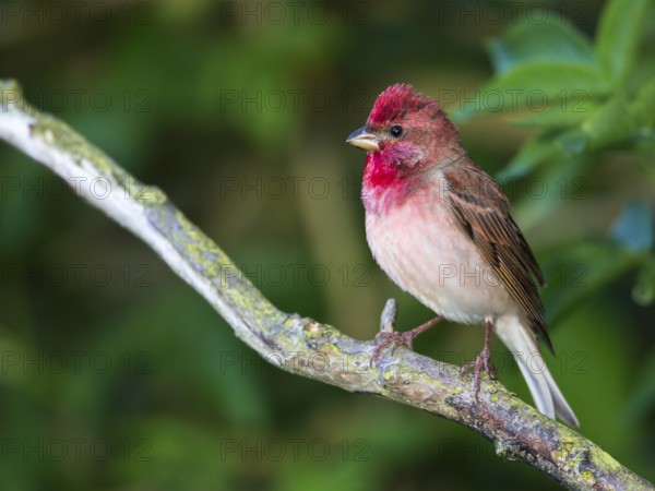 Common Rosefinch (Carpodacus erythrinus) male, Mecklenburg-Western Pomerania, Germany