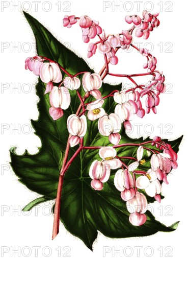 Bagonia verschaffeltii (hybrid), begonia, plant and flower, digitally reworked reproduction of an original from the 19th century