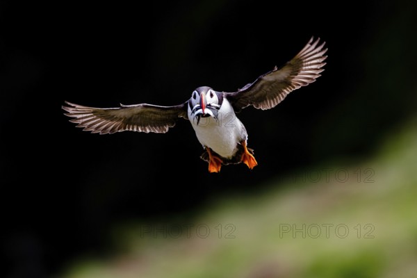 Atlantic Puffin (Fratercula arctica) flying with sandeel in its beak, Saltee Islands, Ireland
