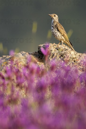 Mistle Thrush (Turdus viscivorus) perched on the ground amongst flowers, Madrid, Spain