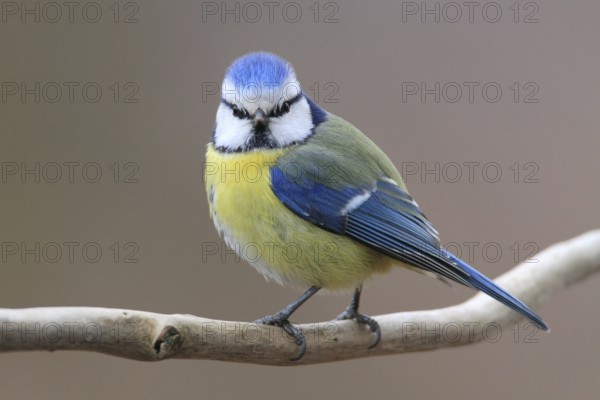 Eurasian Blue Tit (Cyanistes caeruleus), Lower Saxony, Germany