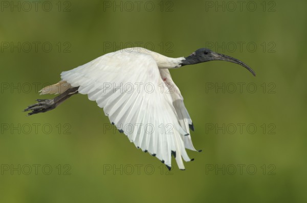 Australian White Ibis (Threskiornis molucca) flying, Victoria, Australia