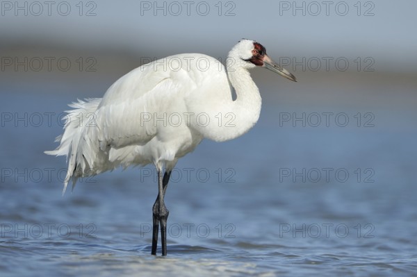 Whooping Crane (Grus americana), Texas, USA