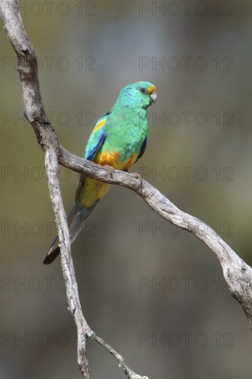 Mulga Parrot (Psephotellus varius) male perched on a branch, South Australia, Australia