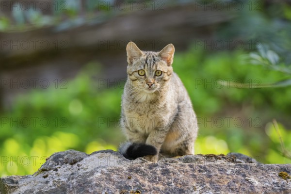 European wildcat (Felis silvestris silvestris) on rock, Hesse, Germany