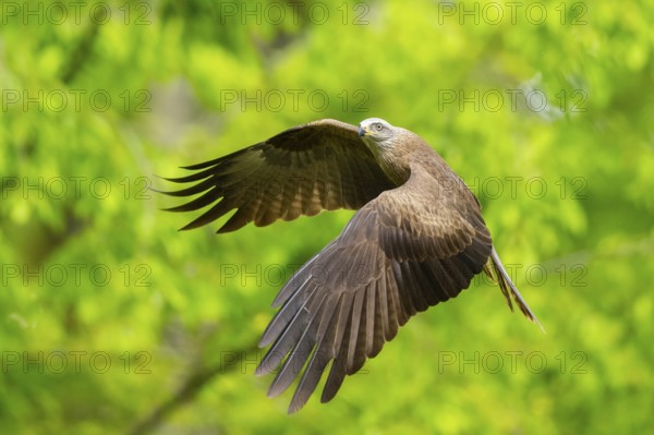 Black kite (Milvus migrans) flying in a forest in early summer, Bavaria, Germany