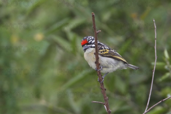 Red-fronted Tinkerbird (Pogoniulus pusillus), Masai Mara, Kenya