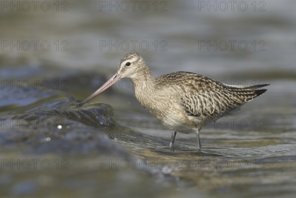 Bar-tailed Godwit (Limosa lapponica), Mecklenburg-Western Pomerania, Germany