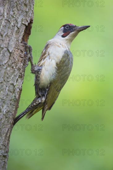 European Green Woodpecker (Picus viridis) male at breeding cavity, Rhineland-Palatinate, Germany