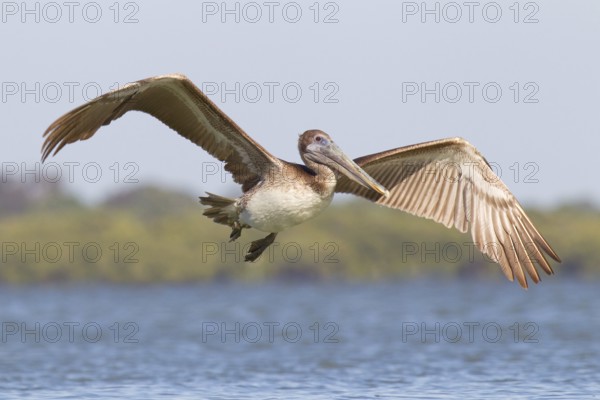 Brown Pelican (Pelecanus occidentalis) flying, Florida, USA