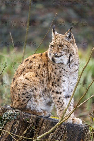 Eurasian lynx (Lynx lynx), in a forest, captive, Bavaria, Germany