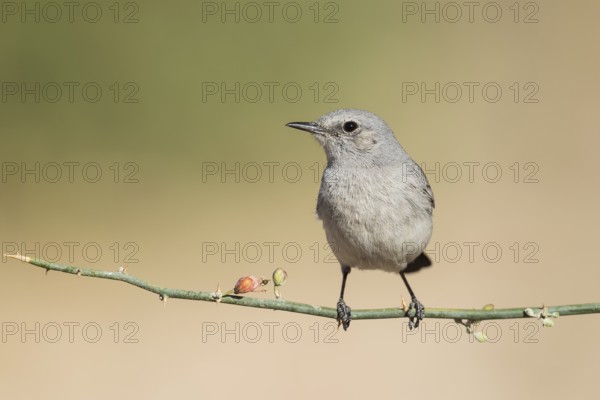Blackstart (Oenanthe melanura), Eilat, Israel