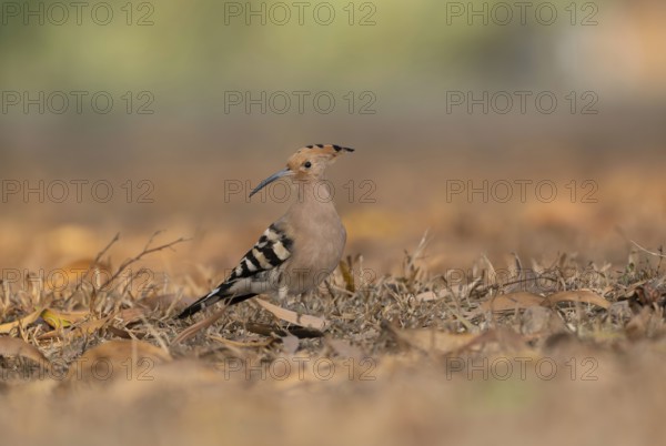 Eurasian Hoopoe (Upupa epops) foraging on the ground in a field of dry grass, Sreepur, Gazipur, Bangladesh