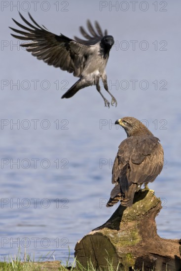 Black Kite (Milvus migrans), Saxony-Anhalt, Germany