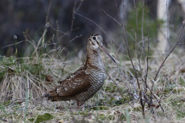 Eurasian Woodcock (Scolopax rusticola), Dalarna, Sweden